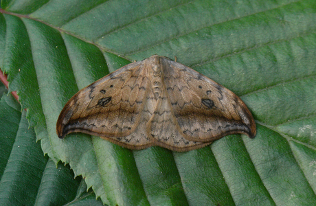 Heller Sichelflügler (Drepana falcataria ) - © Leo Kuzmits